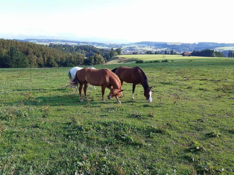 Pferde auf der Weide beim Huber Hof