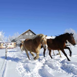 Die Pferde genießen den Winter